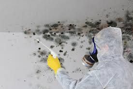 Best Environmental Consulting for Mold Prevention  in USA